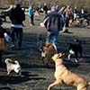 image of dogs off leash